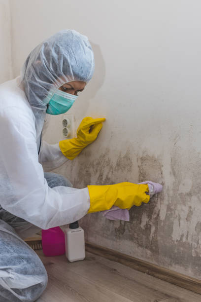 Best Crawl Space Mold Remediation  in North Arlington, NJ