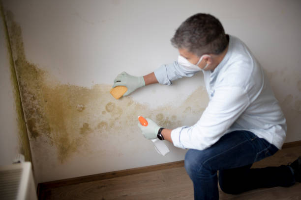 Best Attic Mold Removal  in North Arlington, NJ
